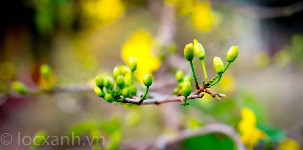 Vườn Mai Lộc Xanh - Cho thuê mai vàng Tết 2026 tại Thủ Đức TPHCM